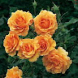 Meet your Posher, Lex